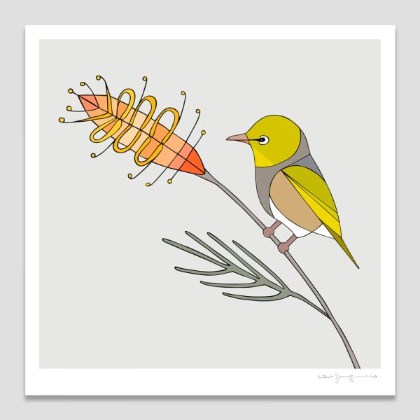 Silvereye and Grevillea