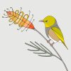Silvereye and Grevillea - Image 3