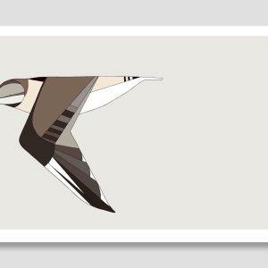 Bar-Tailed Godwit In Flight