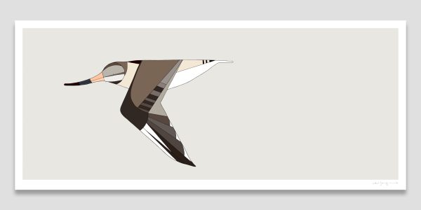 Bar-Tailed Godwit In Flight