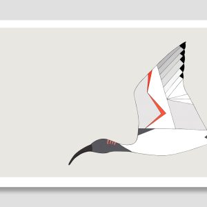 Australian White Ibis In Flight