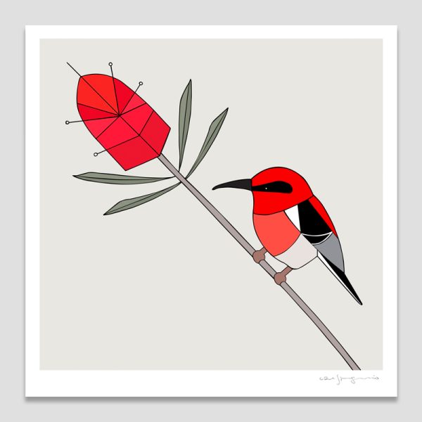 Scarlet Honeyeater