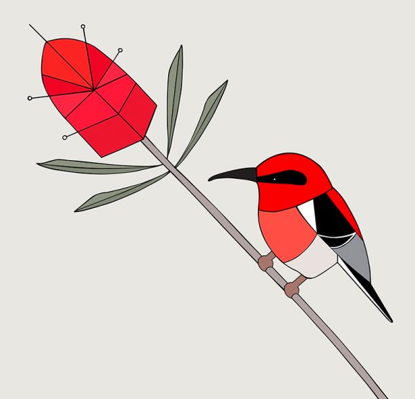 Scarlet Honeyeater - Image 3