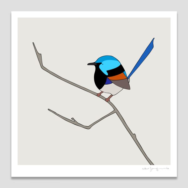 Variegated Fairy-wren