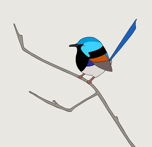 Variegated Fairy-wren - Image 3