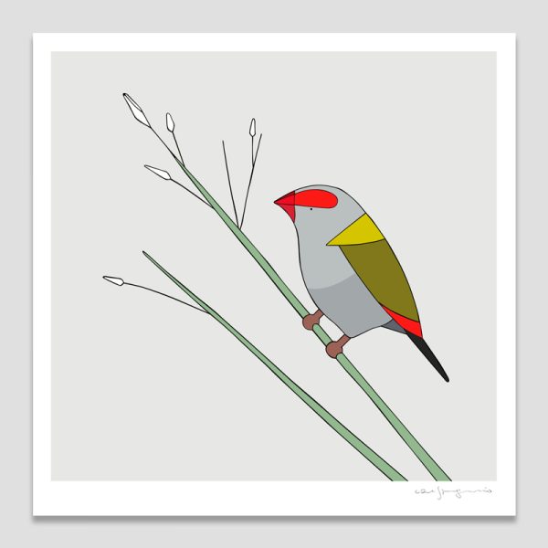 Red-browed Finch