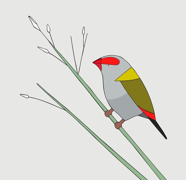 Red-browed Finch - Image 3