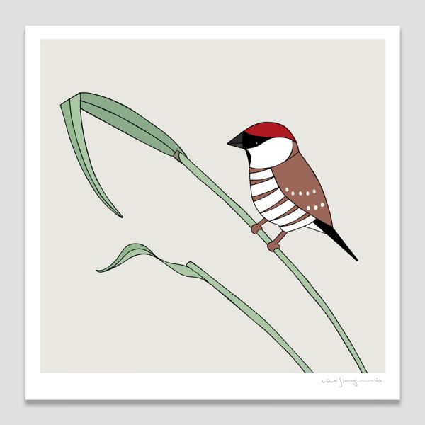 Plum-headed finch