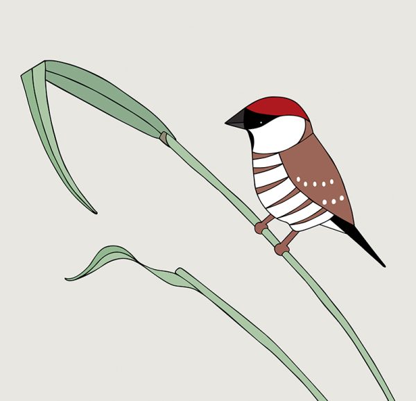 Plum-headed finch - Image 3