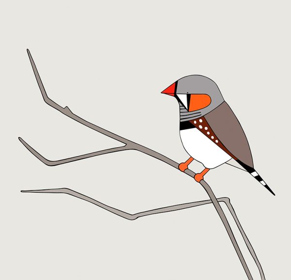 Zebra Finch - Image 3