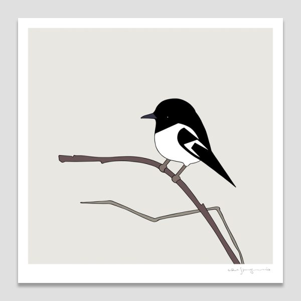 Hooded Robin