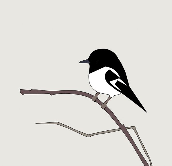 Hooded Robin - Image 3