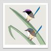 Purple-crowned Fairy-wrens and Pandanus