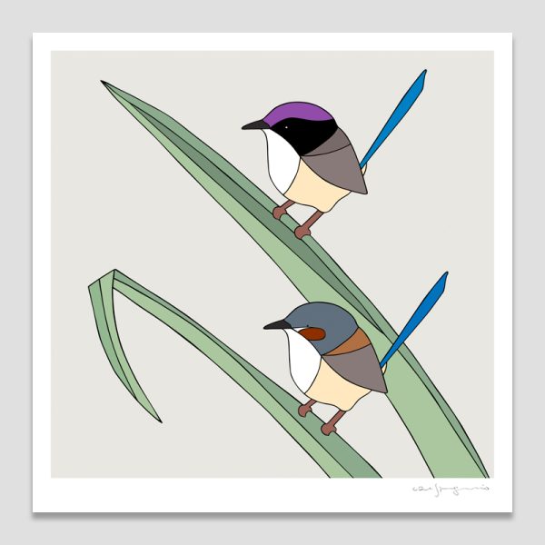 Purple-crowned Fairy-wrens and Pandanus