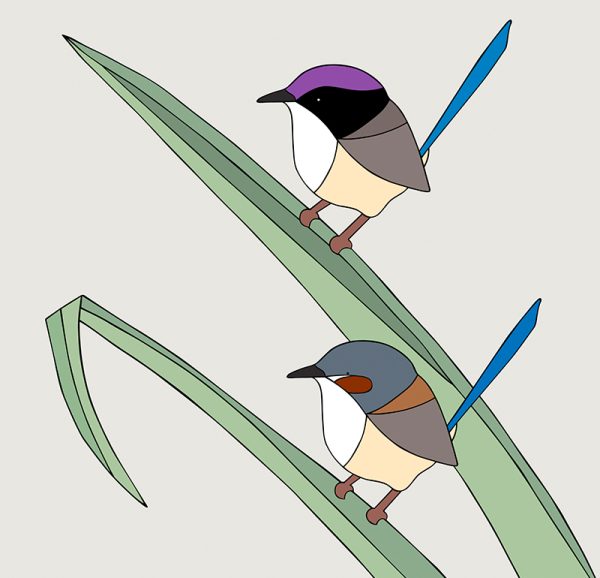 Purple-crowned Fairy-wrens and Pandanus - Image 3