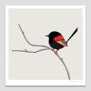 Red-backed Fairy-wren