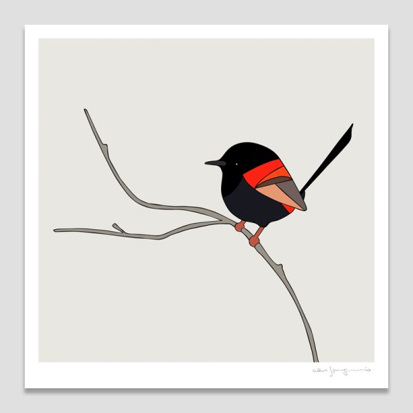 Red-backed Fairy-wren