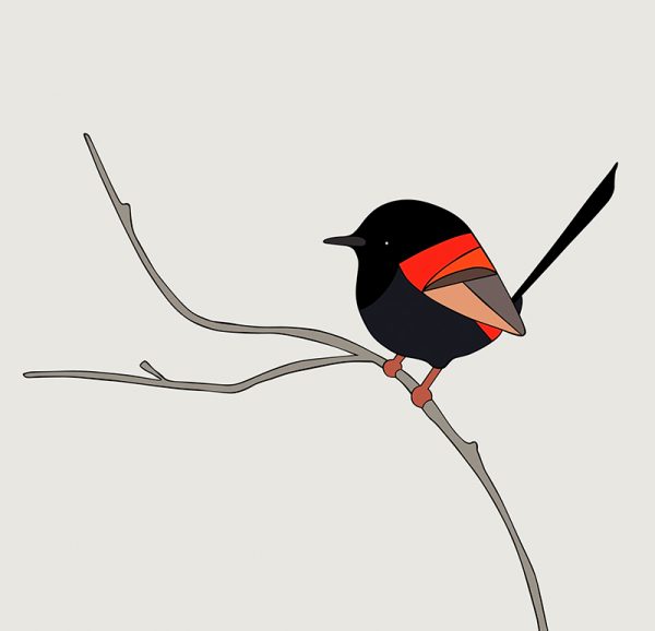 Red-backed Fairy-wren - Image 3