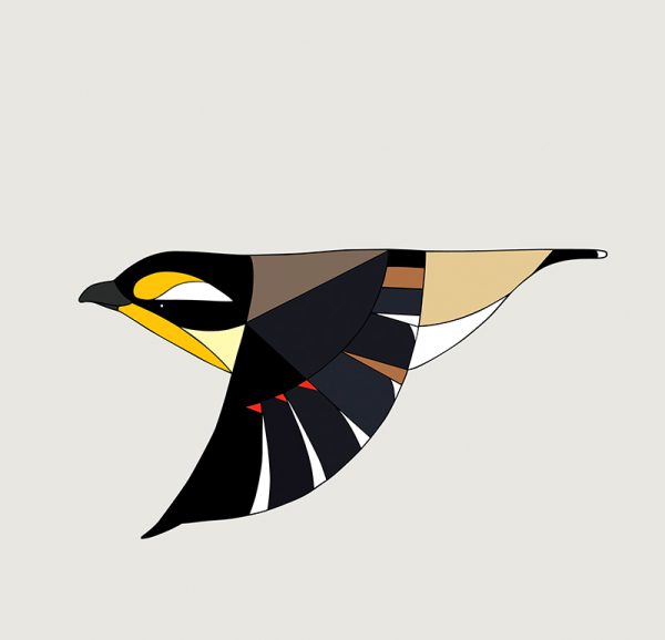 Striated Pardalote In Flight - Image 3