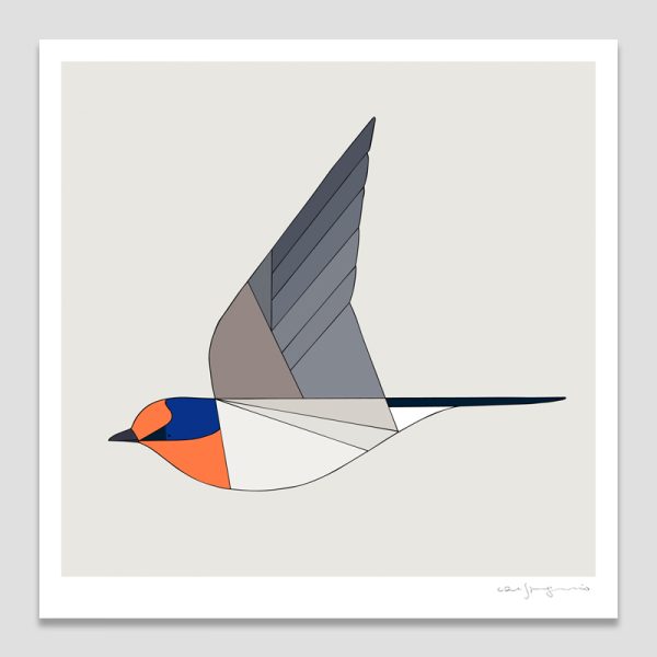 Welcome Swallow In Flight