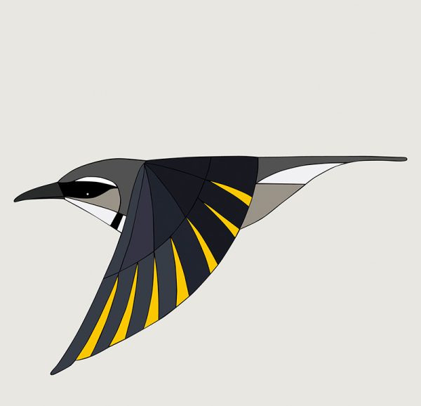 Crescent Honeyeater In Flight - Image 3