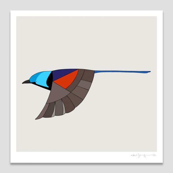 Variegated Fairy-wren In Flight
