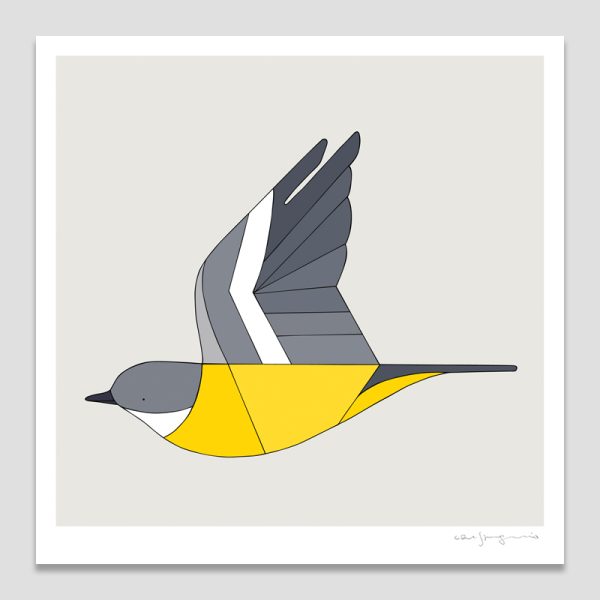 Eastern Yellow Robin In Flight