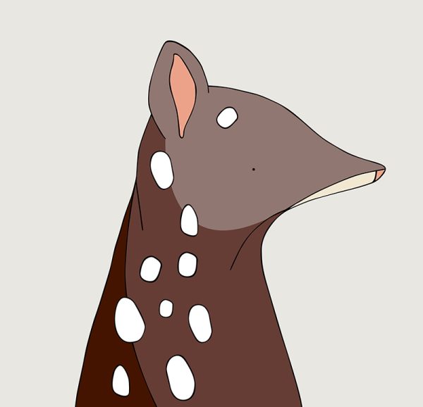 Spotted-tailed Quoll - Image 3