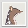 Northern Quoll