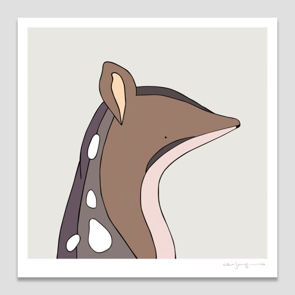 Northern Quoll
