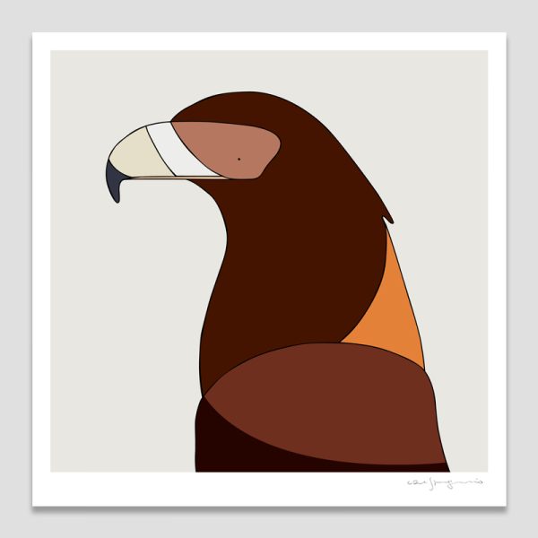 Wedge-tailed Eagle