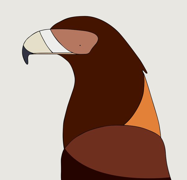 Wedge-tailed Eagle - Image 3