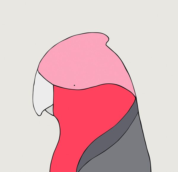 Galah - Image 3