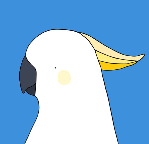 Sulphur-Crested Cockatoo - Image 3