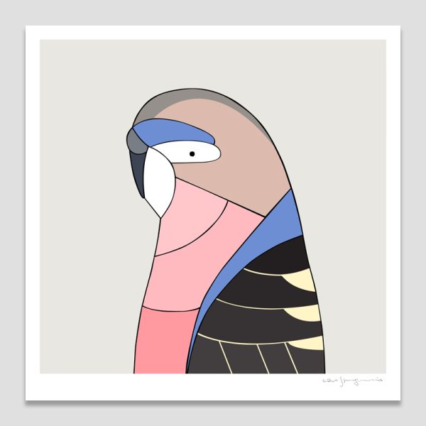Bourke's Parrot