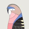 Bourke's Parrot - Image 3