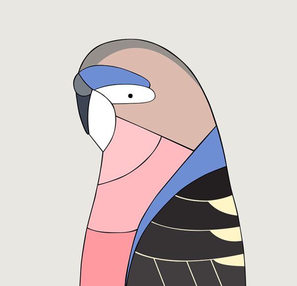 Bourke's Parrot - Image 3