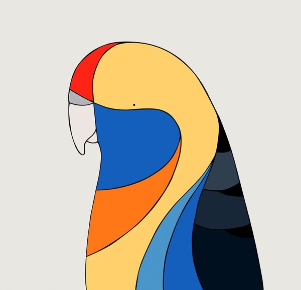 Adelaide Rosella - Image 3