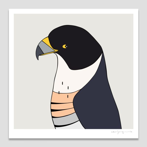 Peregrine Falcon