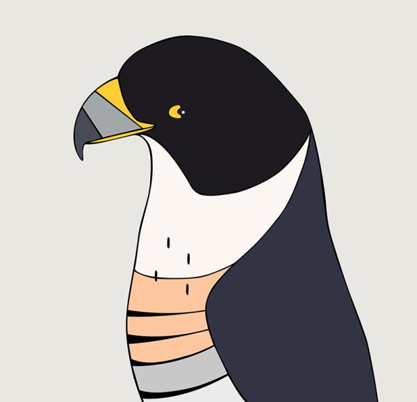 Peregrine Falcon - Image 3
