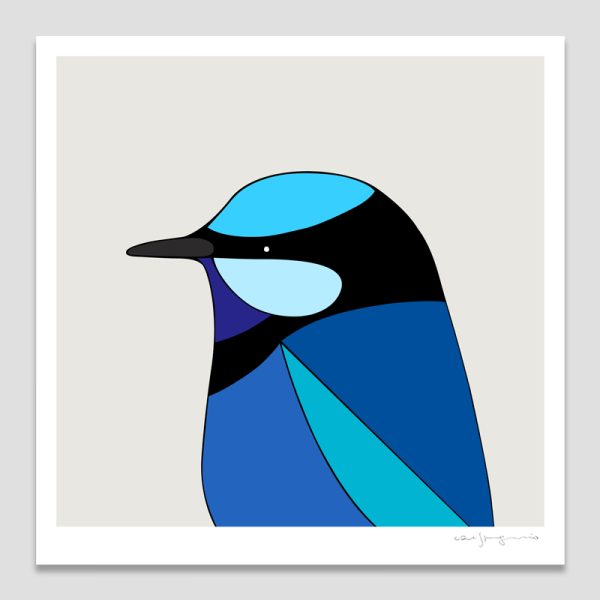 Splendid Fairy-wren