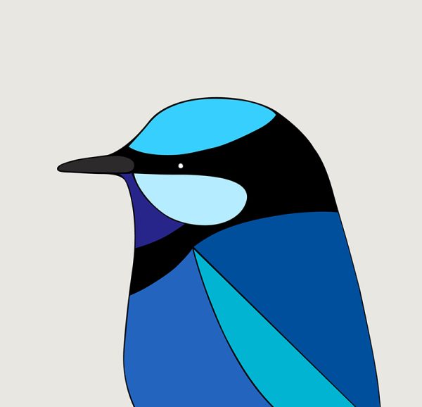 Splendid Fairy-wren - Image 3