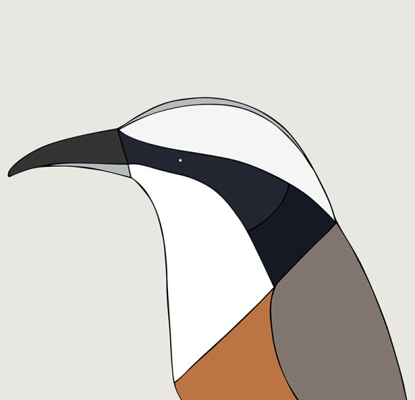 Grey-crowned Babbler - Image 3