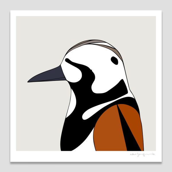 Ruddy Turnstone