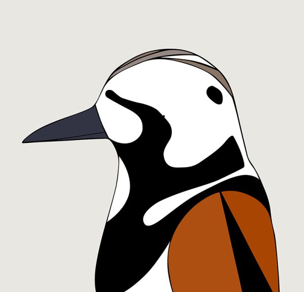Ruddy Turnstone - Image 3