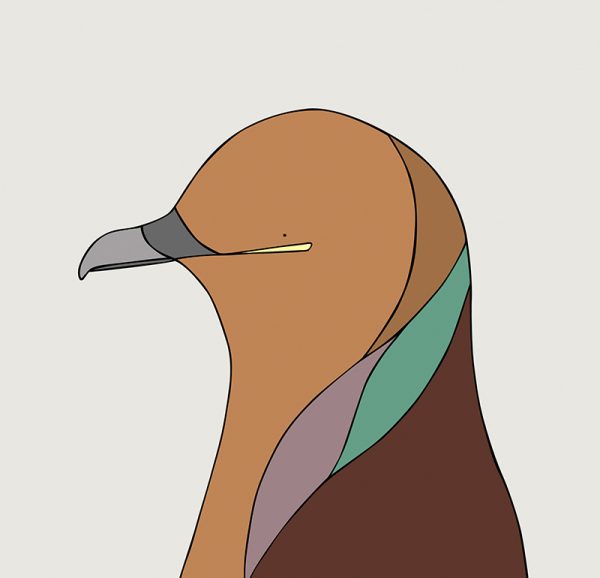 Brown Cuckoo-Dove - Image 3