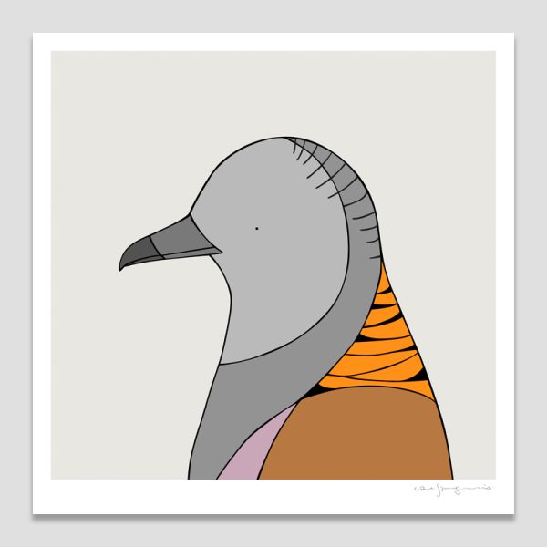 Bar-shouldered Dove