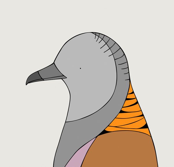 Bar-shouldered Dove - Image 3