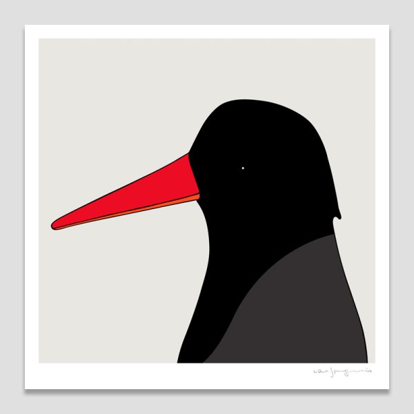 Sooty Oystercatcher