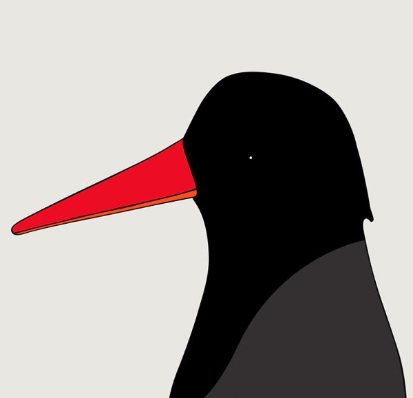 Sooty Oystercatcher - Image 3
